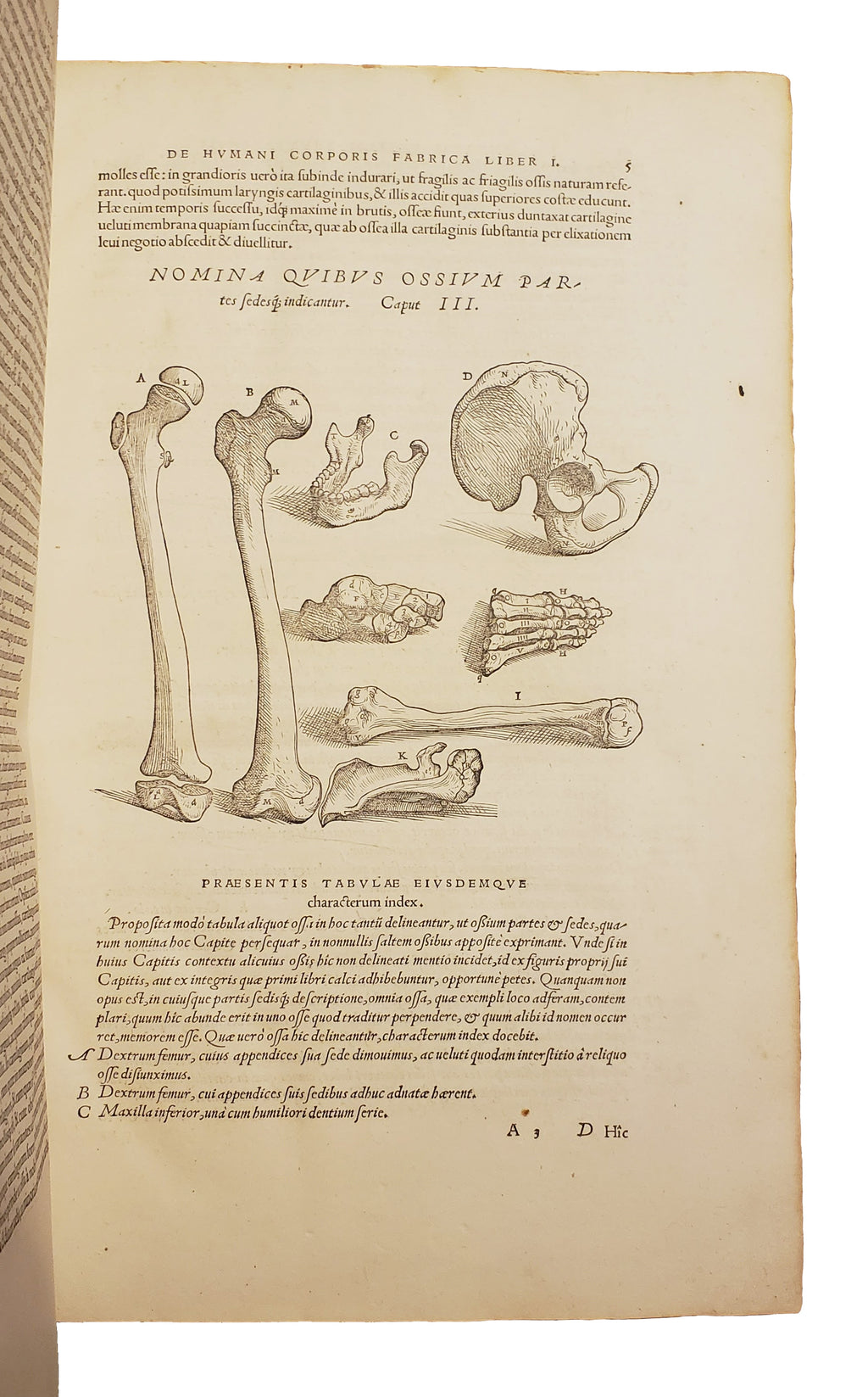 VESALIUS, Andreas.