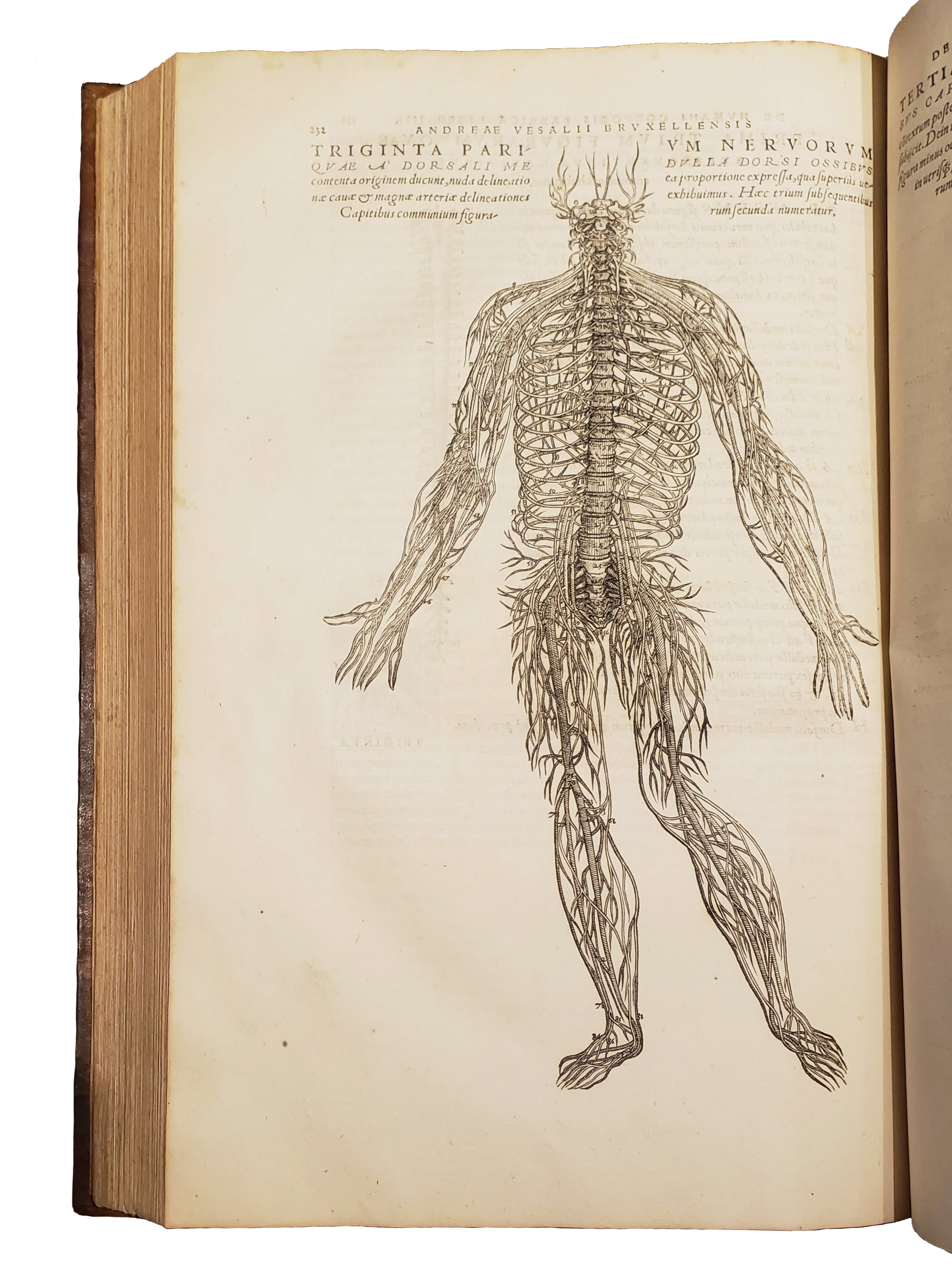 VESALIUS, Andreas.